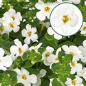 Afbeelding van Bacopa P12 Mega White